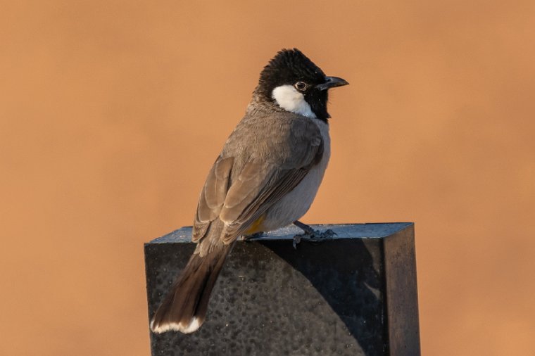 020 Sir Bani Yas.jpg